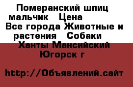 Померанский шпиц, мальчик › Цена ­ 35 000 - Все города Животные и растения » Собаки   . Ханты-Мансийский,Югорск г.